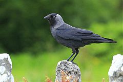 Eurasian Jackdaw